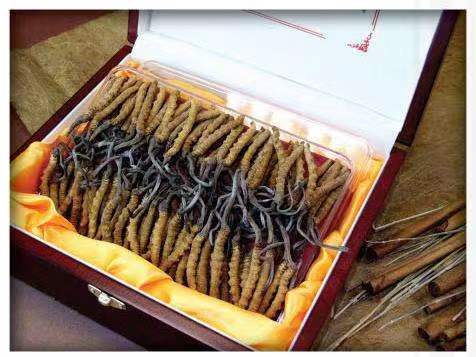 七坊镇冬虫夏草回收